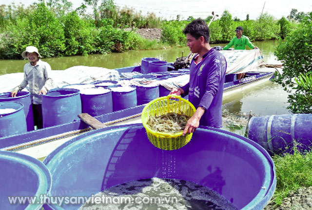 Nhờ áp dụng khoa học kỹ thuật nên tôm nuôi mau lớn, kích cỡ đồng đều   Ảnh: MT